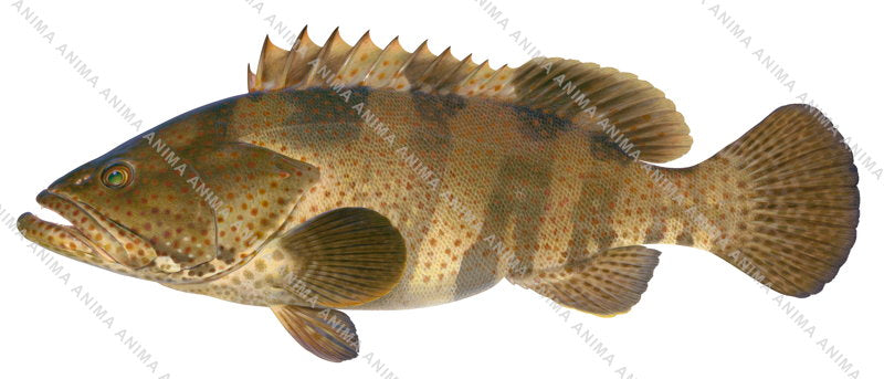 scientifically accurate High Res fish illustration of the Orangespotted Rockcod-5,Epinephelus coioides