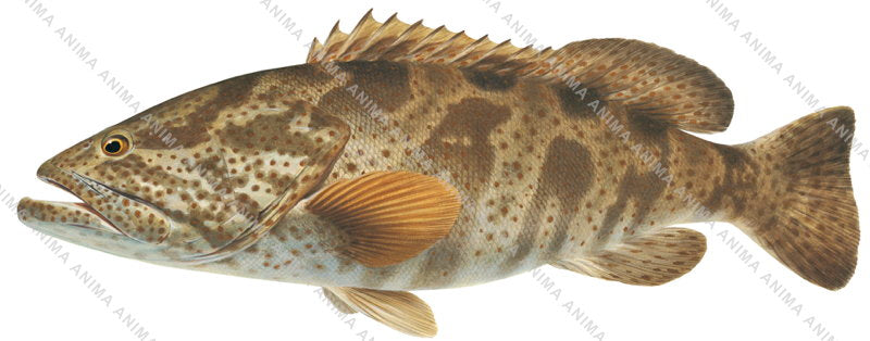 Accurate and detailed fish illustration of the Orangespotted Rockcod,Epinephelus coioides