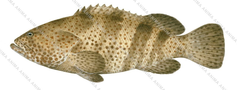 Scientific illustration of the Orangespotted Rockcod-2,Epinephelus coioides
