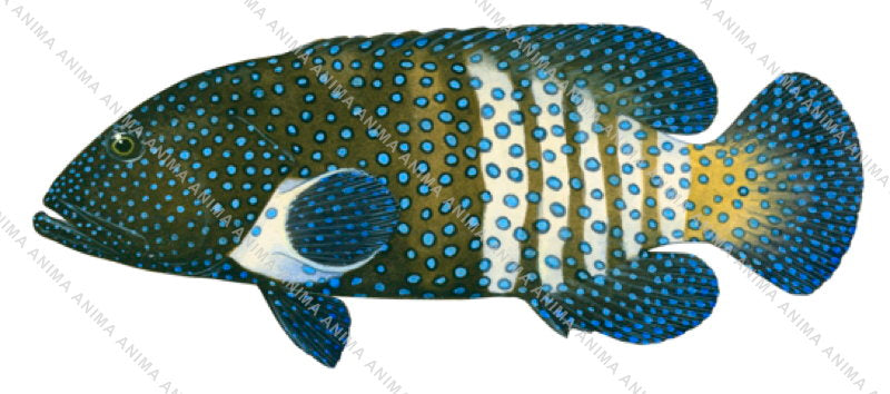 Peacock Rockcod