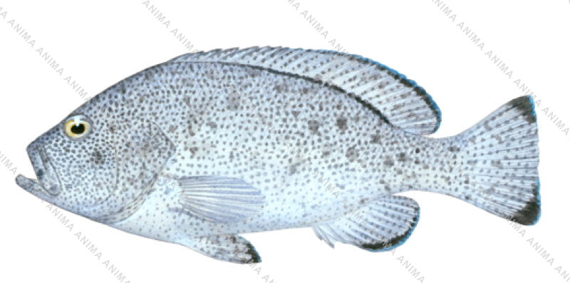 Purple Rockcod