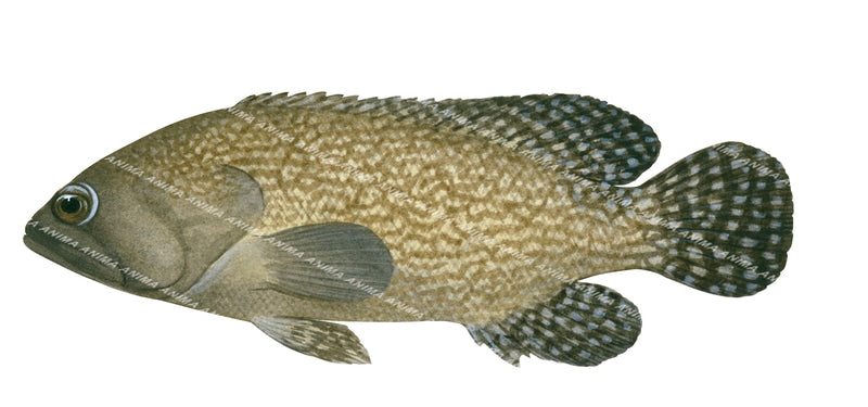 Specklefin Rockcod