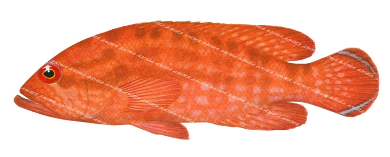 Strawberry Rockcod