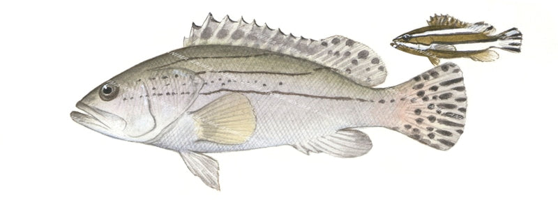 Striped Rockcod, Adult and Juvenile