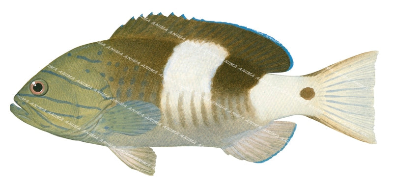 Thinspine Rockcod