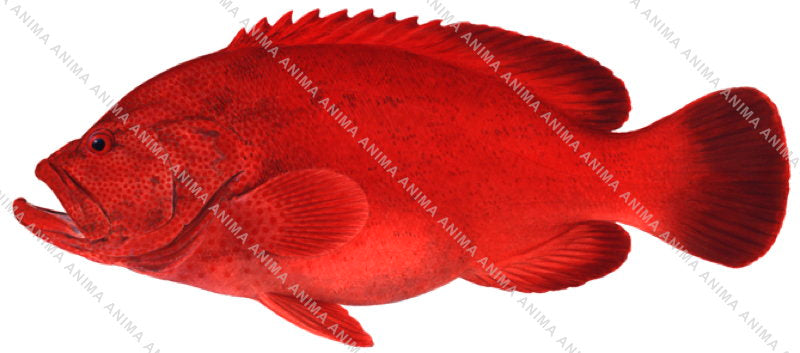 Tomato Rockcod-1