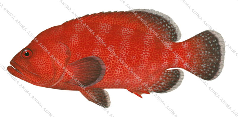 Tomato Rockcod-3