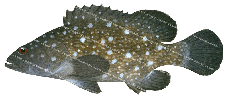 Whitespotted Rockcod