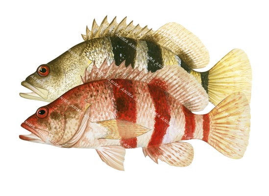 Banded Seaperch, Male and Female