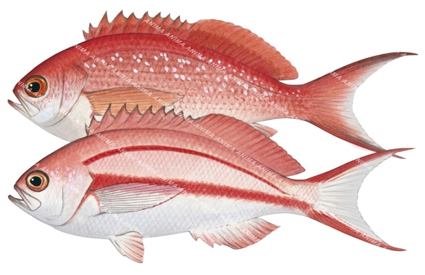 Redlined Seaperch, Male and Female