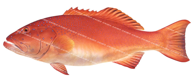 Barcheek Coral Trout-2