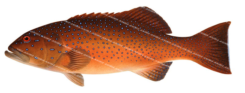 Barcheek Coral Trout-3