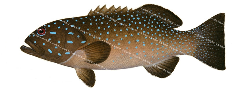 Barcheek Coral Trout-4