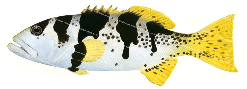 Bluespotted Coral Trout