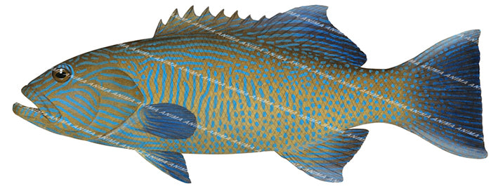 Vermicular Coral Trout