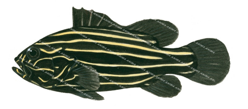 Lined Soapfish-2