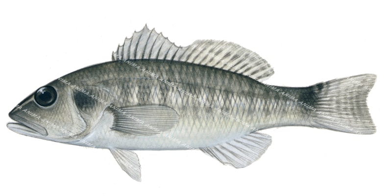 Barsnout Sandperch