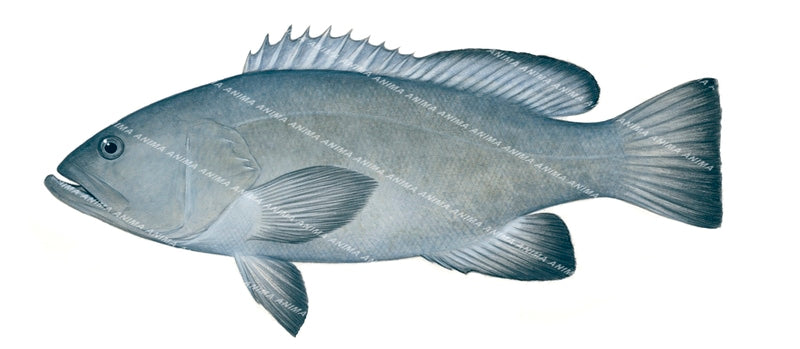 Gulf Grouper