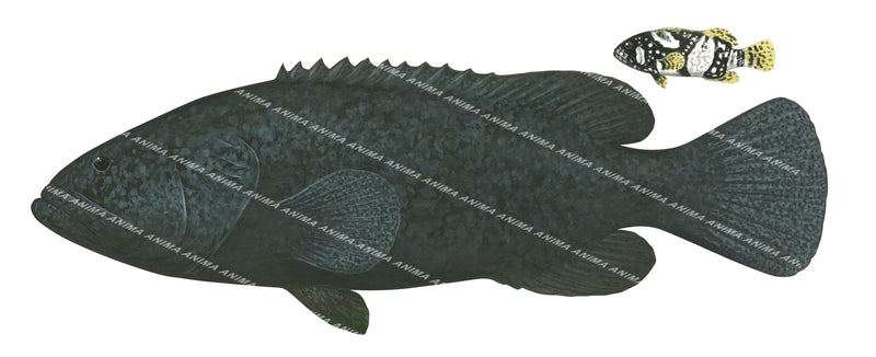 Queensland Groper,Adult and Juvenile