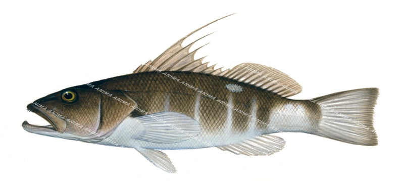 Grey Threadfin Bass