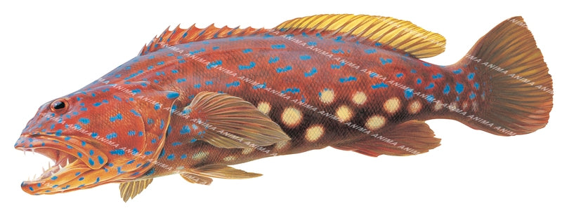 Harlequin Fish,Swimming