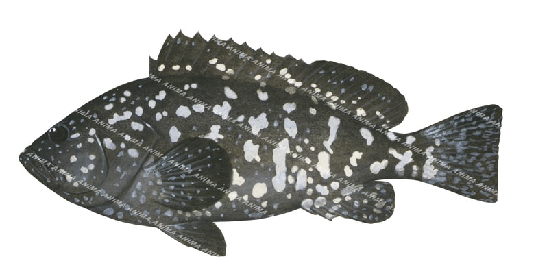 Rankin Cod, Juvenile