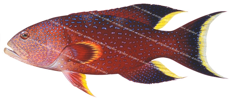 Yellowedge Coronation Trout-2