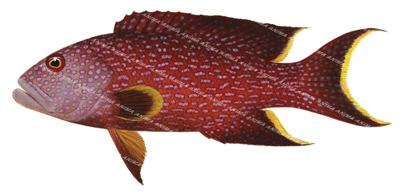 Yellowedge Coronation Trout-3