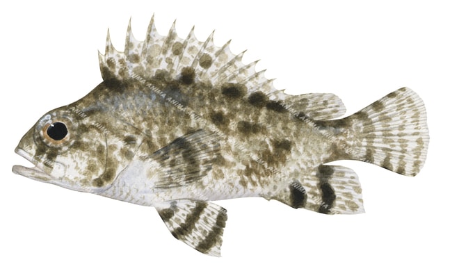 Fish illustration of the False Scorpionfish, Centrogenys vaigiensis