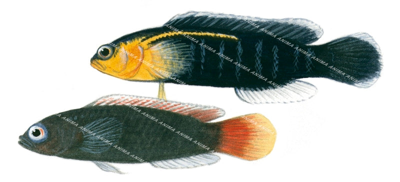 Blackmargin Dottyback, Male and Female