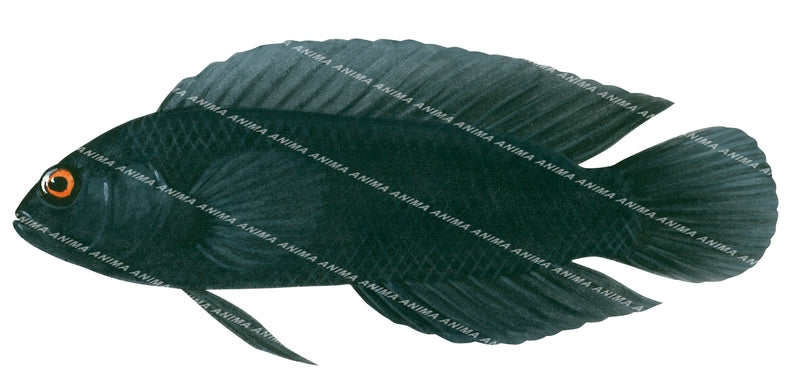 Bluespotted Dottyback