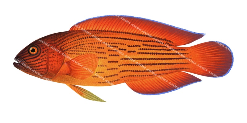 Firetail Dottyback, labracinus cyclophthalmus image on white background and clipping path