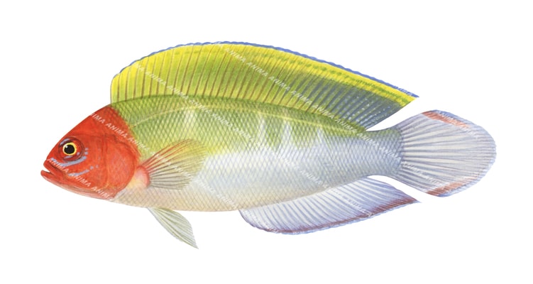 Multicolor Dottyback