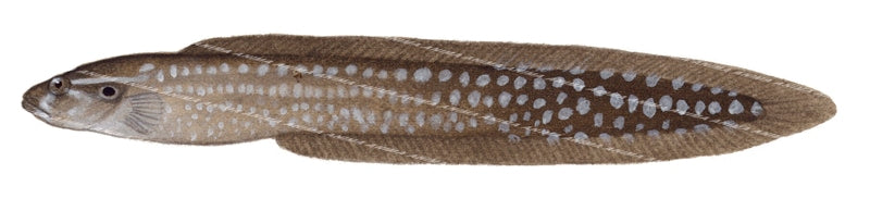 Spiny Eel-Blenny