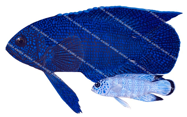 Southern Blue Devil, Adult and Juvenile