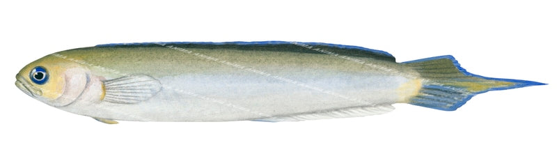 Yellow-headed Hulafish