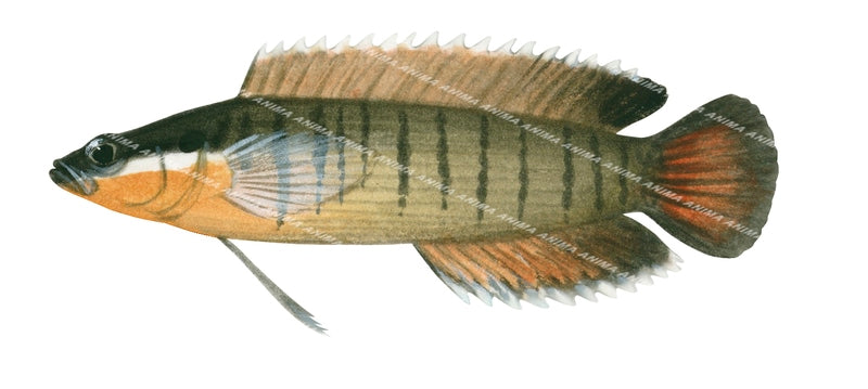 Barred Spiny Basslet