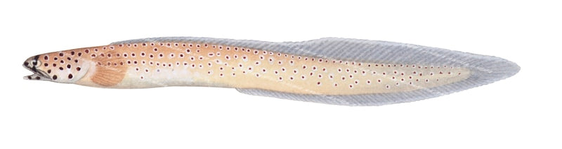 Side view scientific image of the Spotted Eel-Blenny,Notograptus guttatus
