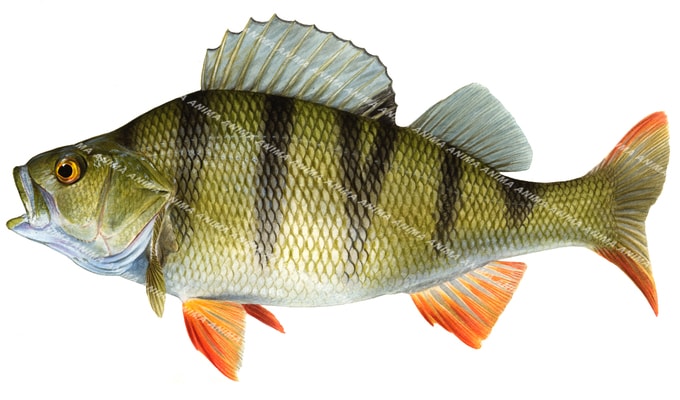 High quality fish illustration of the Swimming Redfin Perch,Perca fluviatilis.