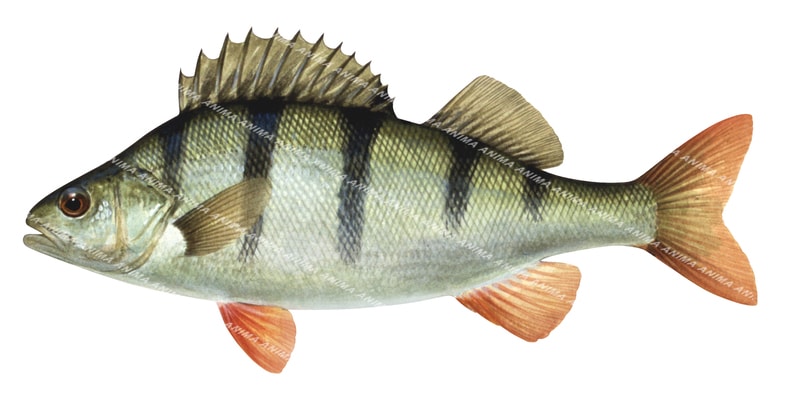 Redfin Perch