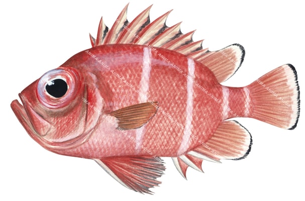Whiteband Bigeye