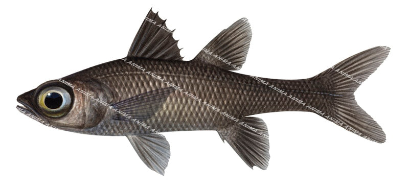 Bigeye Deepsea Cardinalfish illustration on white background, clipping path