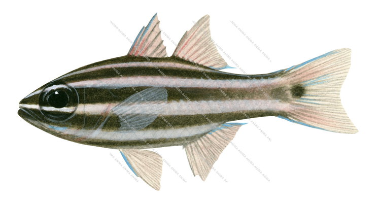 Broadstripe Cardinalfish