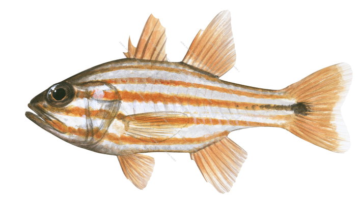 Candystripe Cardinalfish