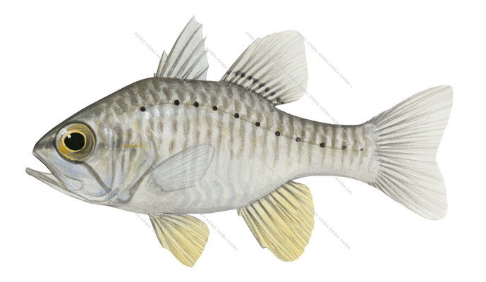 Western Gobbleguts-1