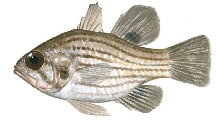 Manyband Cardinalfish