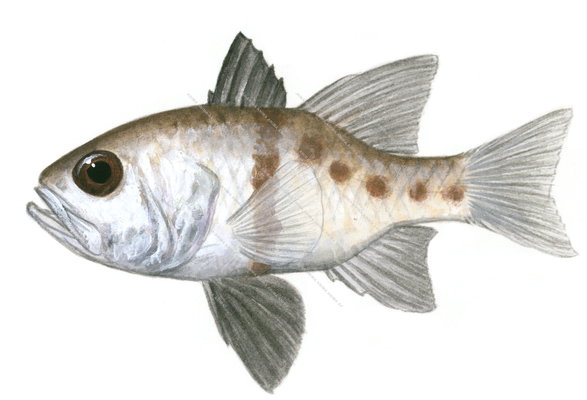 Spindle-egg Cardinalfish