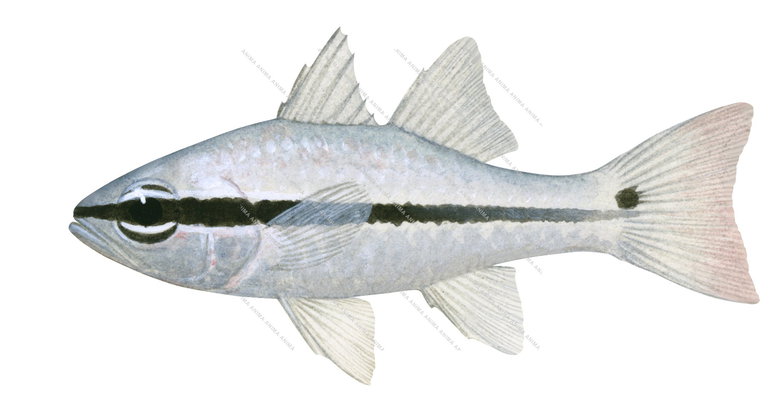 Oneline Cardinalfish