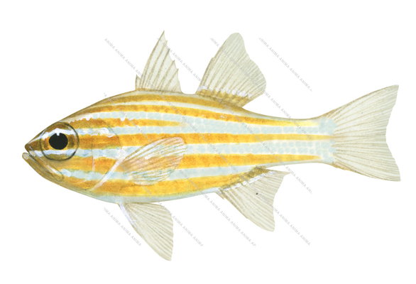 Orangelined Cardinalfish