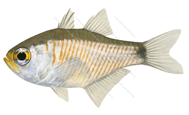 Painted Cardinalfish-2